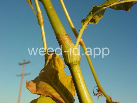 smartweed, pale